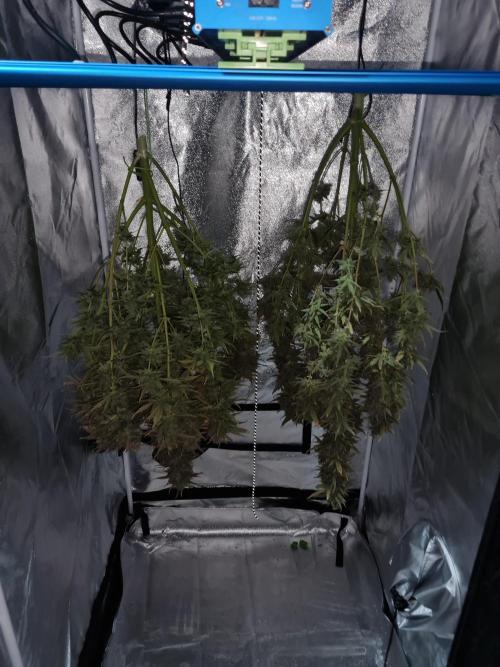 Dognabis#006A. Week 12