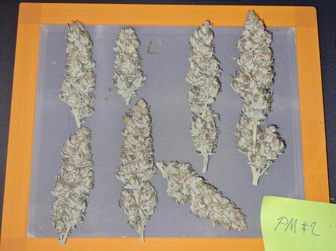 Dognabis#006P. Week 17 - ZAMNESIA PM #2