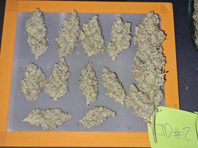 Dognabis#006A. Week 12 - Jealosy Diesel #2