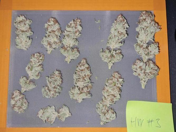 Dognabis#006P. Week 17 - Hw #3