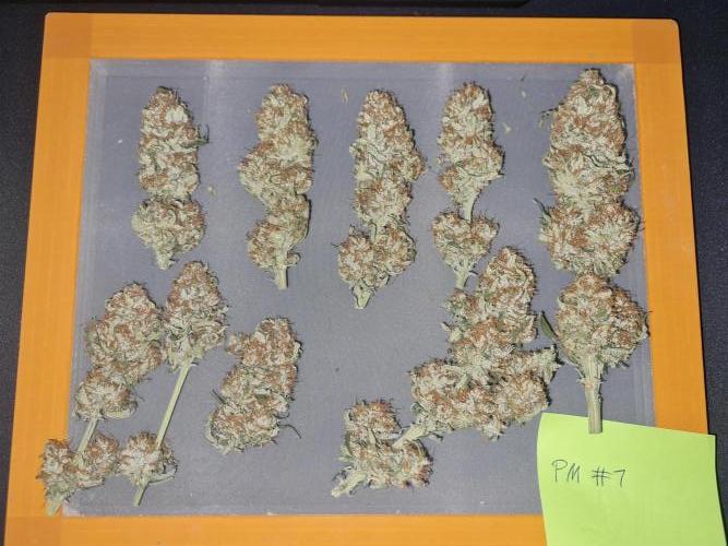 Dognabis#006P. Week 17 - ZAMNESIA PM #1