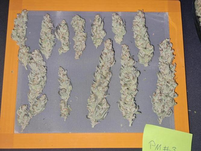 Dognabis#006P. Week 17 - ZAMNESIA PM #3