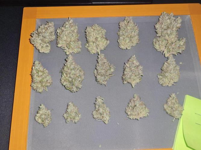 Dognabis#006A. Week 12 - Jealosy Diesel #1