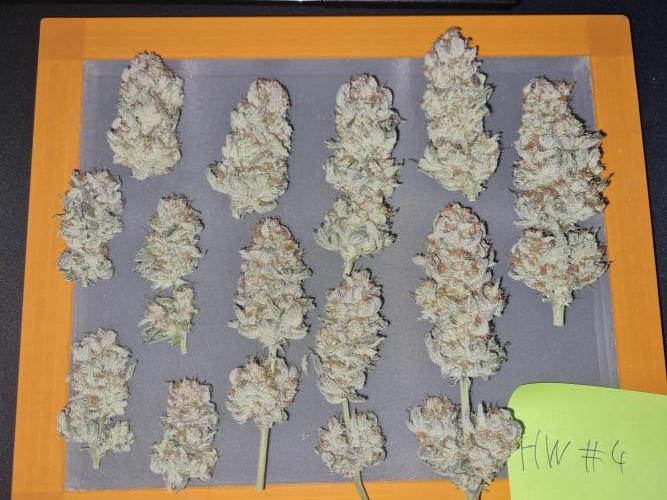 Dognabis#006P. Week 17 - HW #4