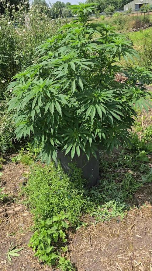 Critical Kush