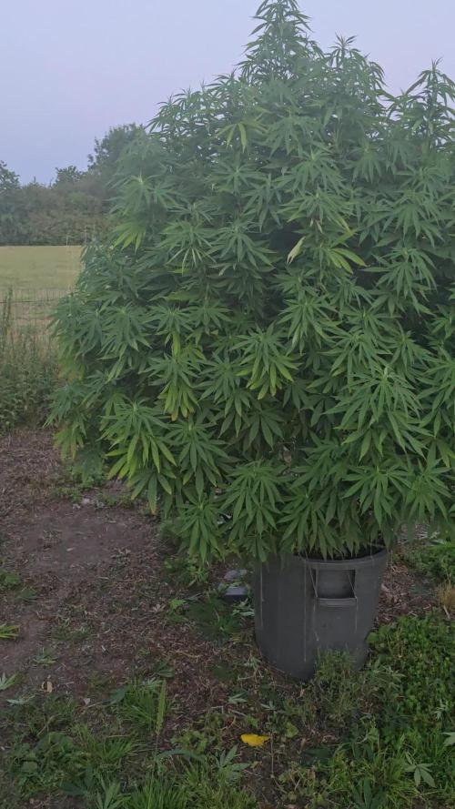 Critical Kush Bir