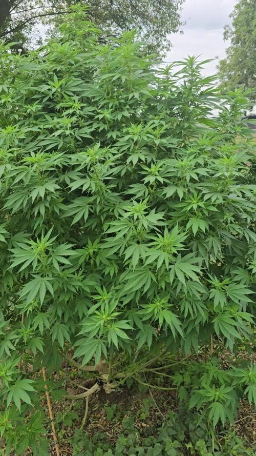 Critical Kush Bir