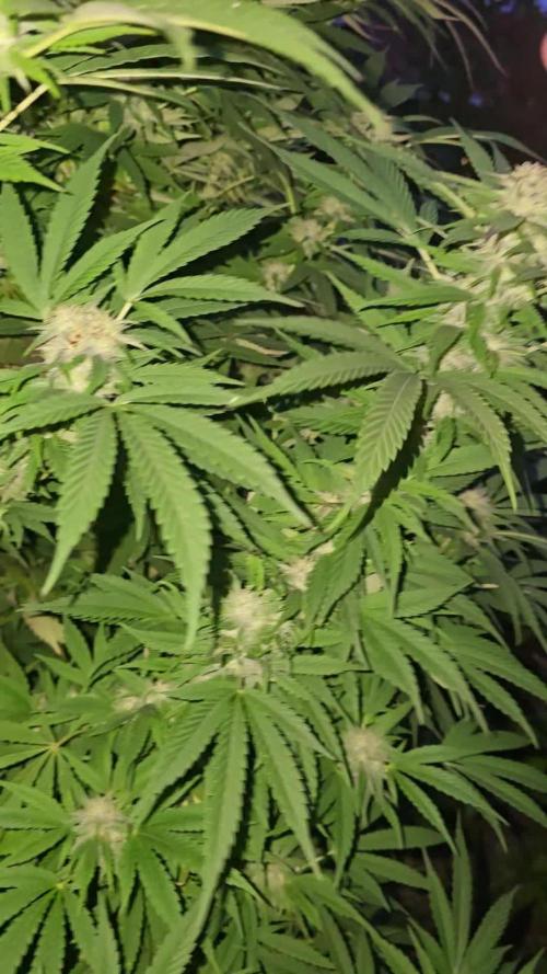 Critical Kush Bir