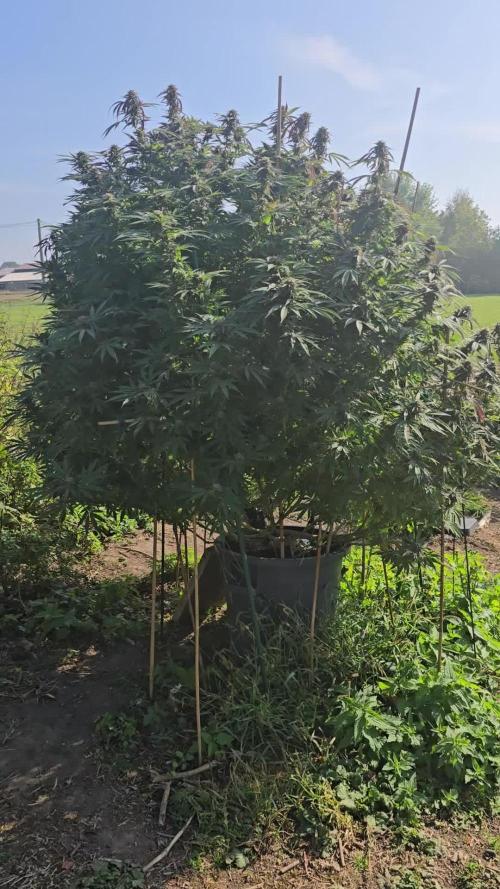 Critical Kush Bir