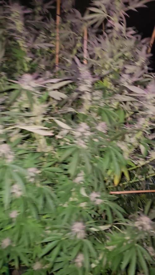 Critical Kush Bir