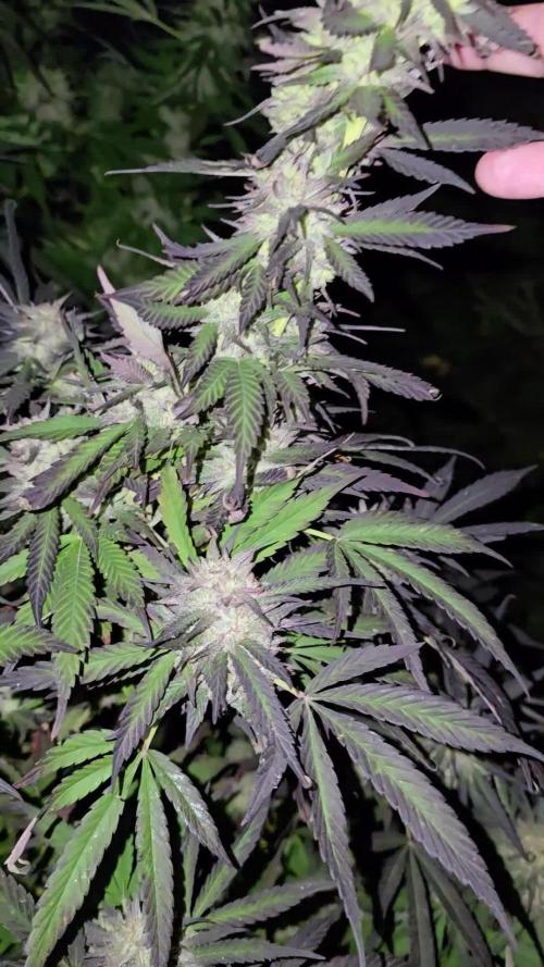 Critical Kush Bir