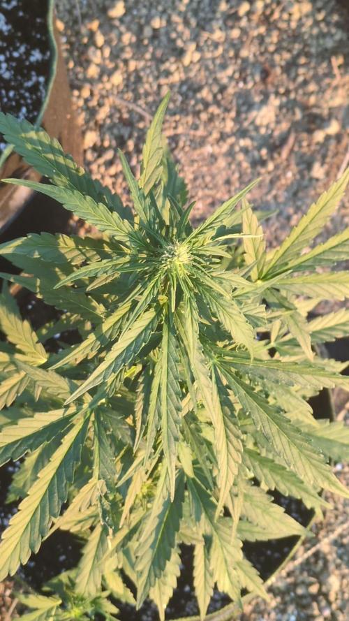 Guerrilla fastbuds🇮🇹