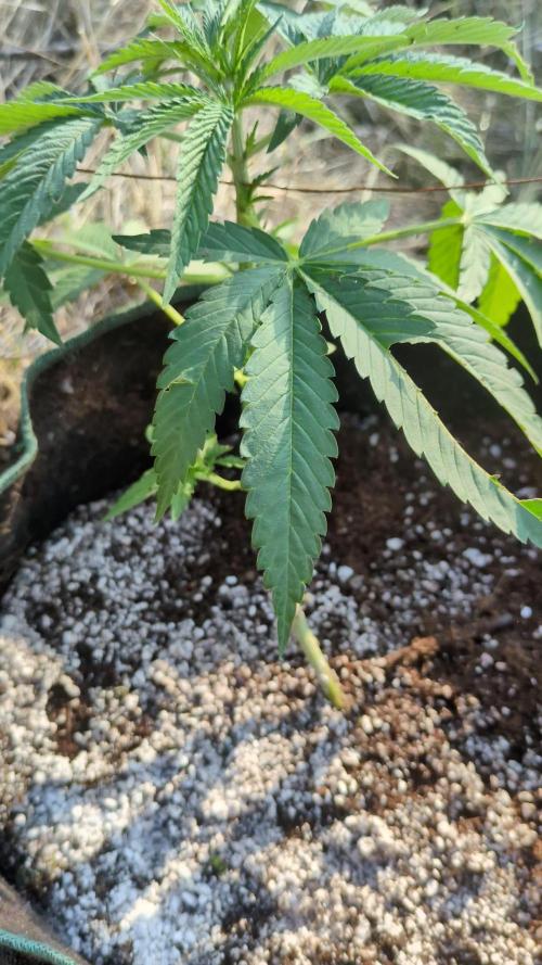 Guerrilla fastbuds🇮🇹