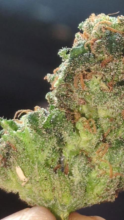 Guerrilla fastbuds🇮🇹