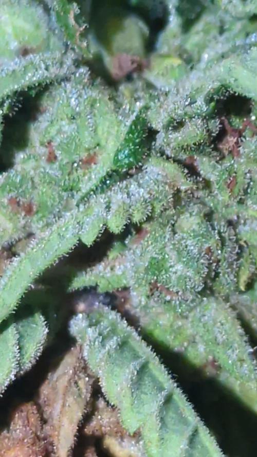Guerrilla fastbuds🇮🇹