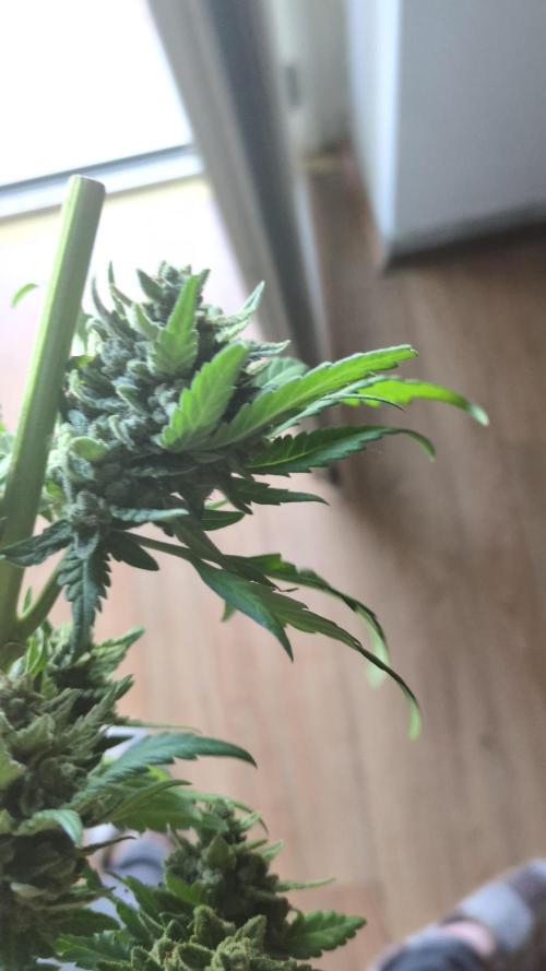 Guerrilla fastbuds🇮🇹