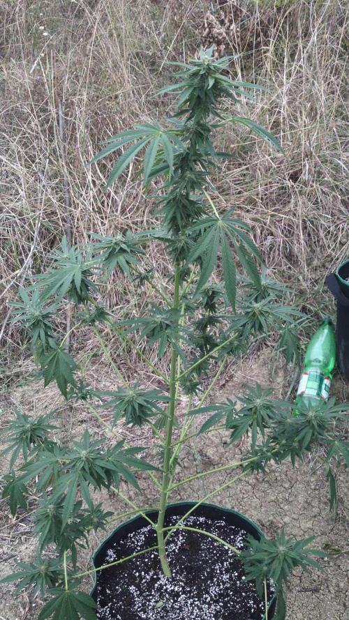 Guerrilla fastbuds🇮🇹