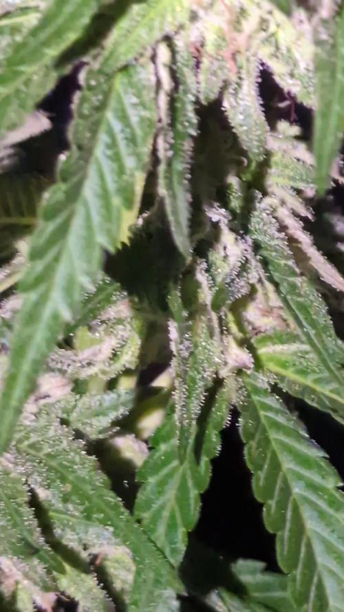 Guerrilla fastbuds🇮🇹