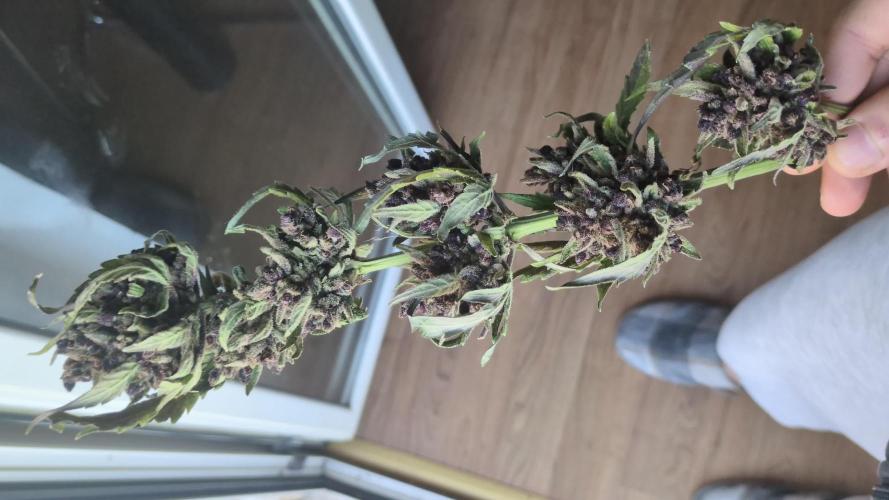 Guerrilla fastbuds🇮🇹