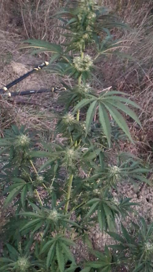 Guerrilla fastbuds🇮🇹