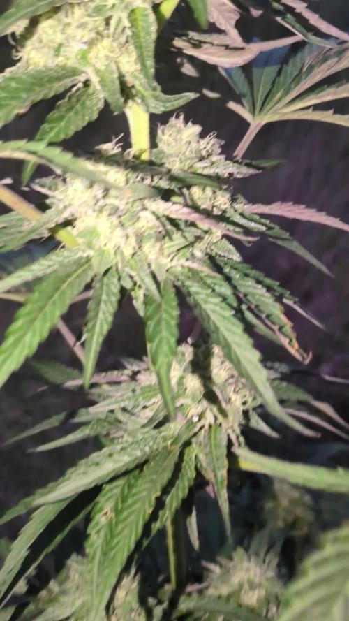 Guerrilla fastbuds🇮🇹