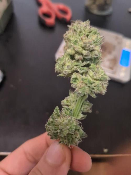 Guerrilla fastbuds🇮🇹