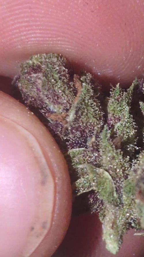 Guerrilla fastbuds🇮🇹