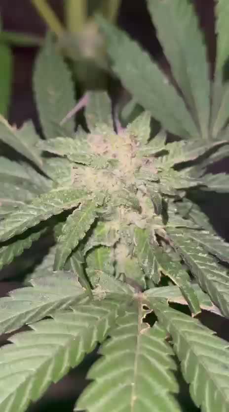 Guerrilla fastbuds🇮🇹