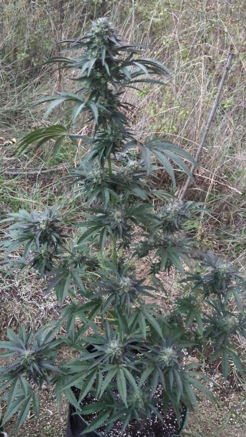 Guerrilla fastbuds🇮🇹