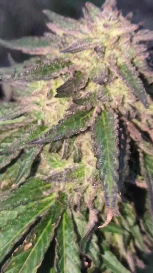 Guerrilla fastbuds🇮🇹