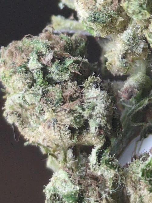 Guerrilla fastbuds🇮🇹