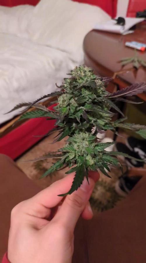 Guerrilla fastbuds🇮🇹