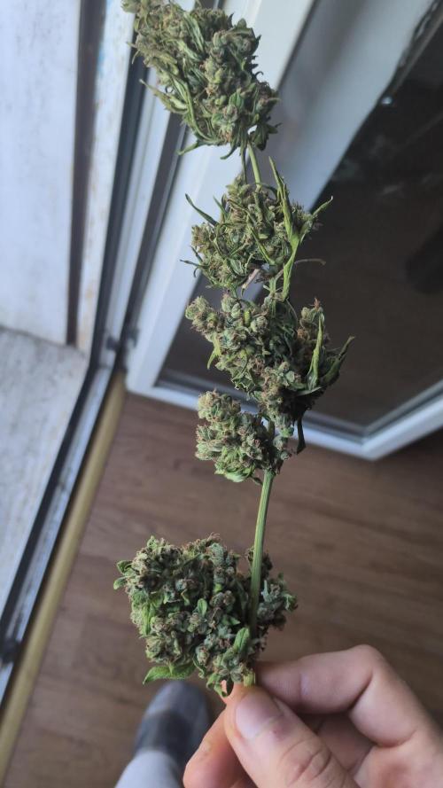 Guerrilla fastbuds🇮🇹