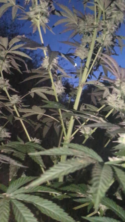 Guerrilla fastbuds🇮🇹