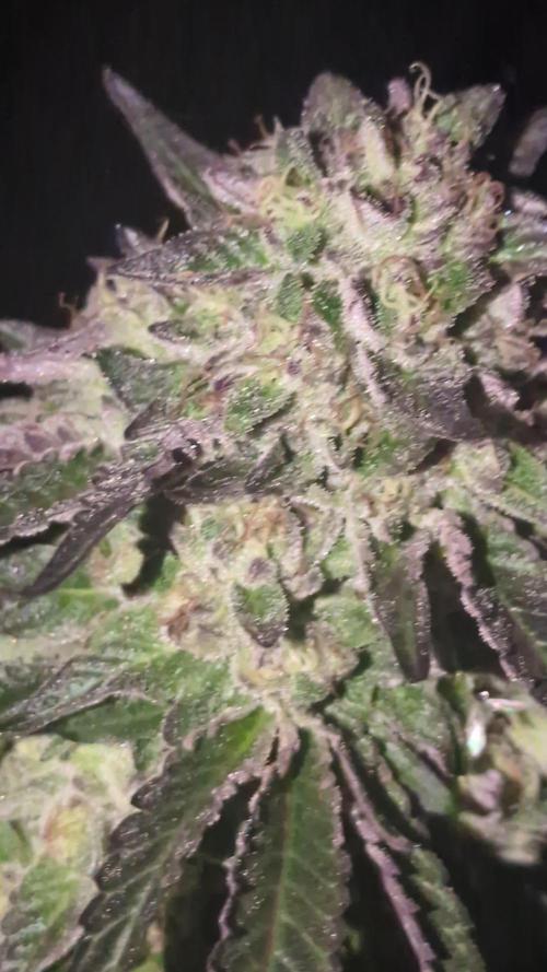 Guerrilla fastbuds🇮🇹