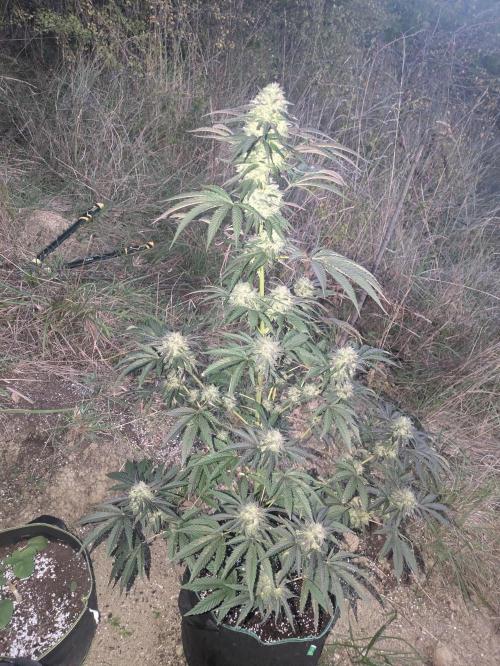 Guerrilla fastbuds🇮🇹. Week 22