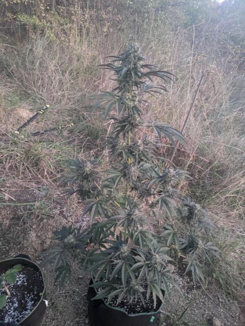 Guerrilla fastbuds🇮🇹. Week 22