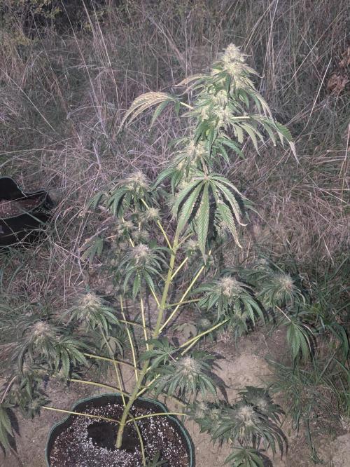 Guerrilla fastbuds🇮🇹. Week 22