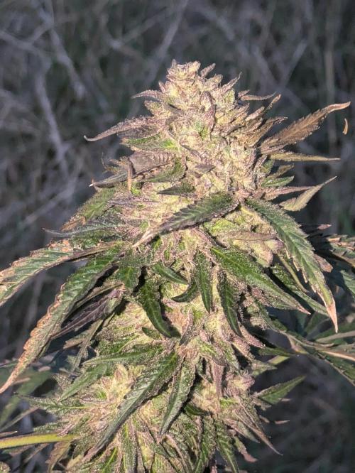 Guerrilla fastbuds🇮🇹. Week 23