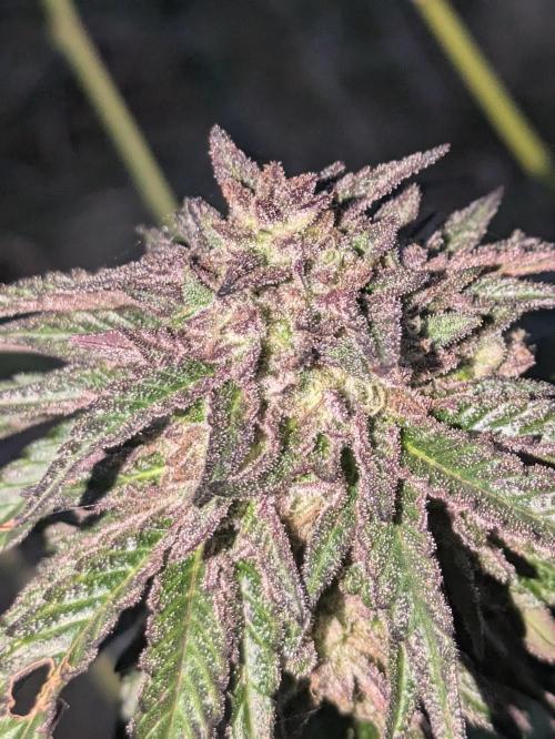 Guerrilla fastbuds🇮🇹. Week 23