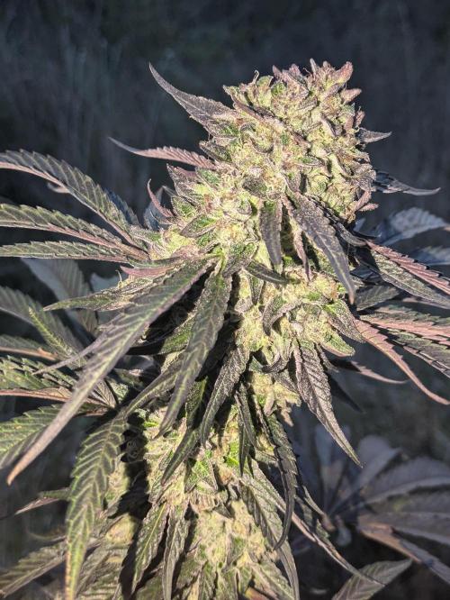 Guerrilla fastbuds🇮🇹. Week 23