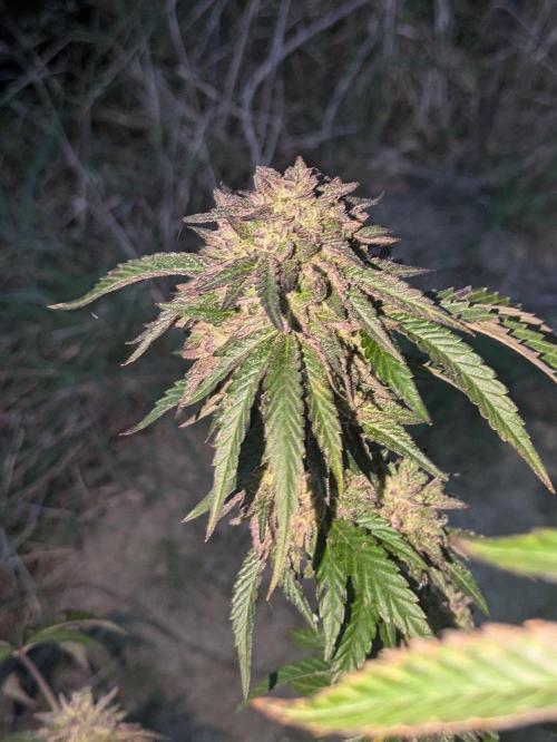 Guerrilla fastbuds🇮🇹. Week 23