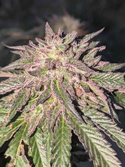 Guerrilla fastbuds🇮🇹. Week 23