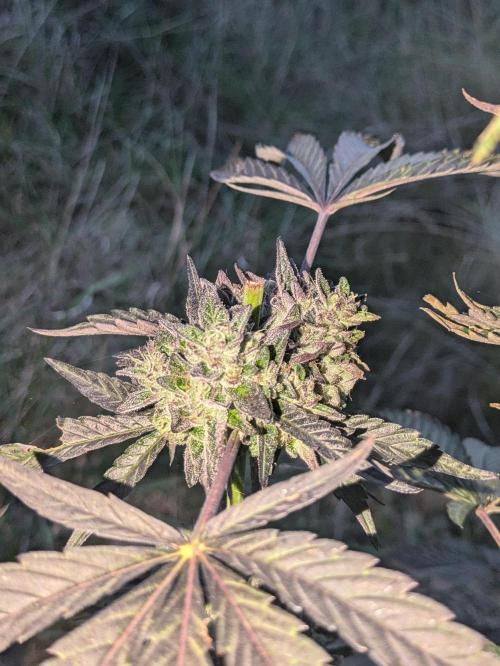 Guerrilla fastbuds🇮🇹. Week 23