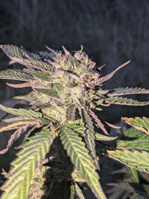 Guerrilla fastbuds🇮🇹. Week 23