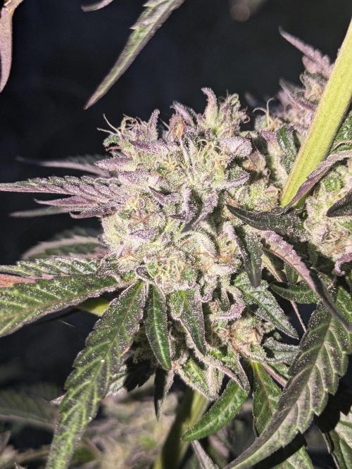 Guerrilla fastbuds🇮🇹. Week 23