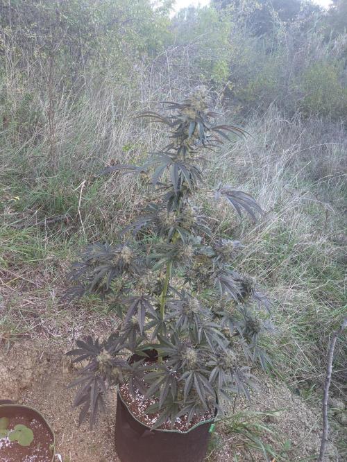 Guerrilla fastbuds🇮🇹. Week 23