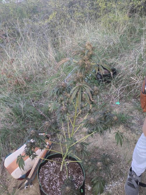 Guerrilla fastbuds🇮🇹. Week 23