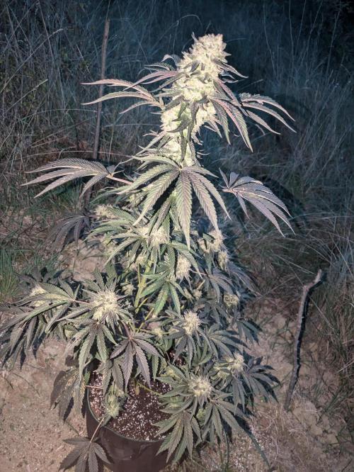 Guerrilla fastbuds🇮🇹. Week 23