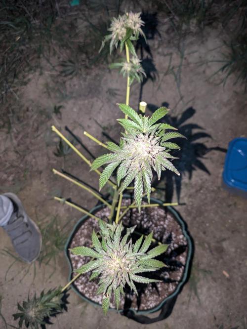 Guerrilla fastbuds🇮🇹. Week 23